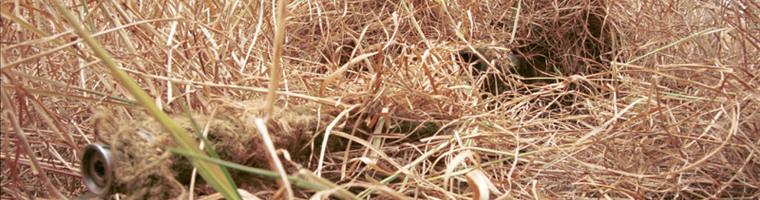 Un sniper est embusqué dans de hautes herbes